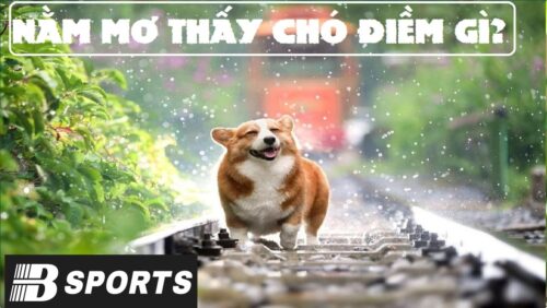 Giải mã ý nghĩa nằm mơ thấy chó hên hay xui?