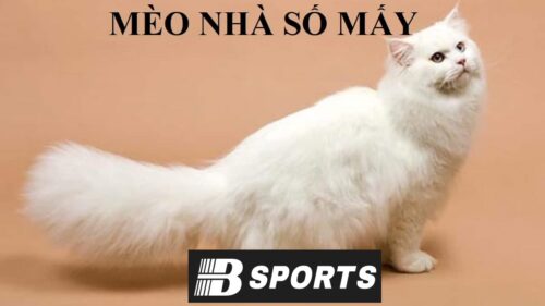 Con mèo số mấy khi nhìn thấy trong thực tế