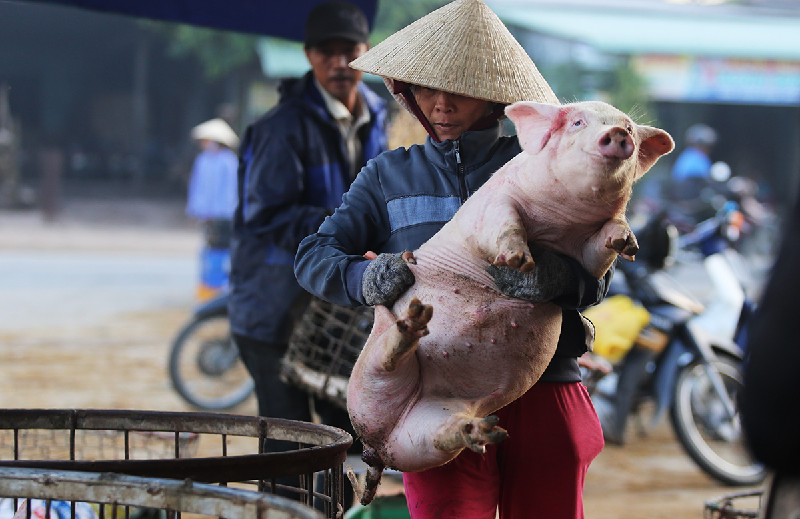 Mơ thấy heo con được cho là một giấc mơ tốt lành thì con heo số mấy
