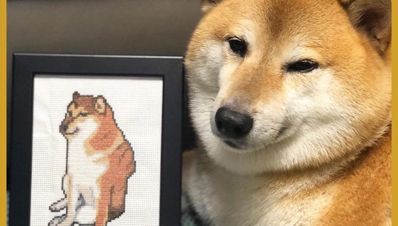 Chú chó meme shiba nổi tiếng khắp trang mạng xã hội