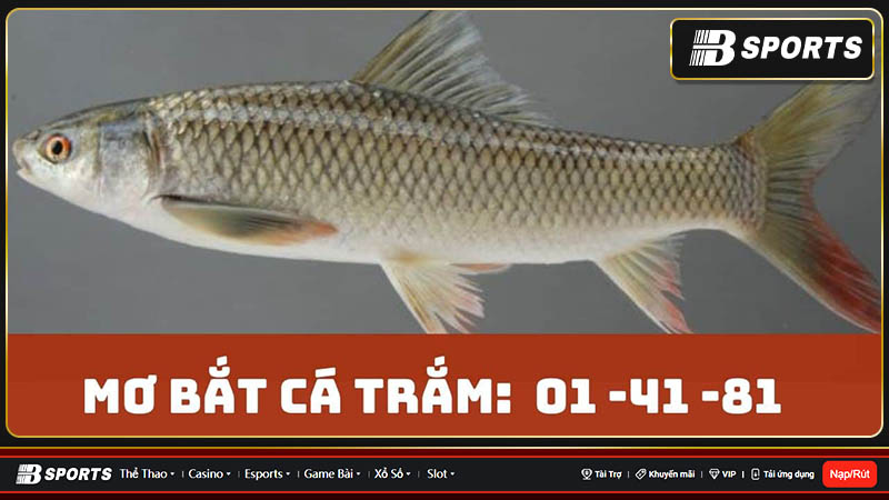 Mơ câu được cá trắm thì đánh gì?