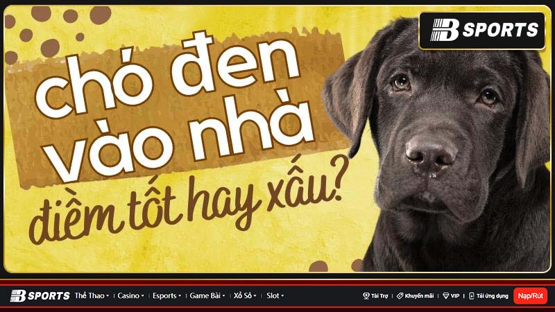 Nằm mơ thấy chó đen vào nhà